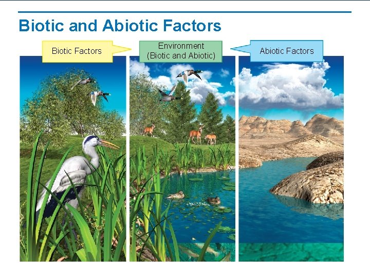 Biotic and Abiotic Factors Biotic Factors Environment (Biotic and Abiotic) Abiotic Factors 