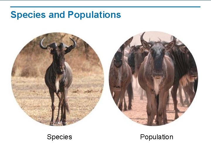 Species and Populations Species Population 