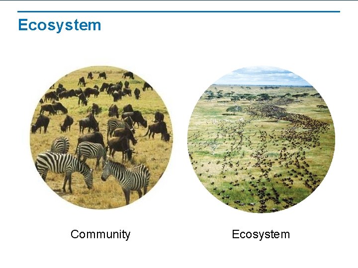 Ecosystem Community Ecosystem 