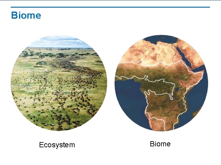Biome Ecosystem Biome 