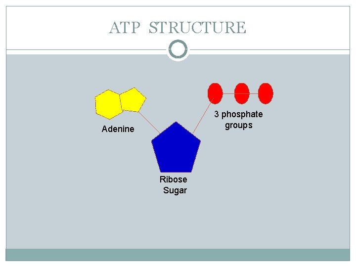 ATP STRUCTURE 3 phosphate groups Adenine Ribose Sugar 