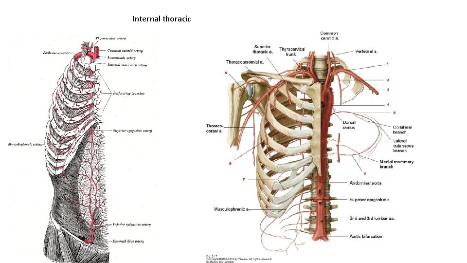 Internal thoracic 