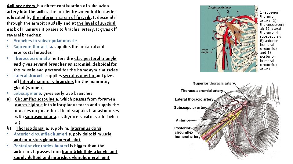 Axillary artery is a direct continuation of subclavian artery into the axilla. The border
