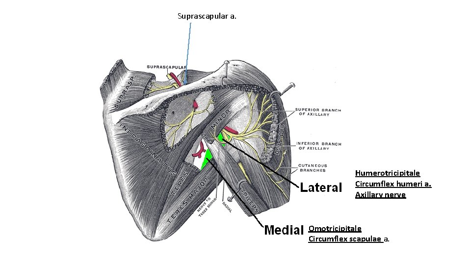 Suprascapular a. Humerotricipitale Circumflex humeri a. Axillary nerve Omotricipitale Circumflex scapulae a. 