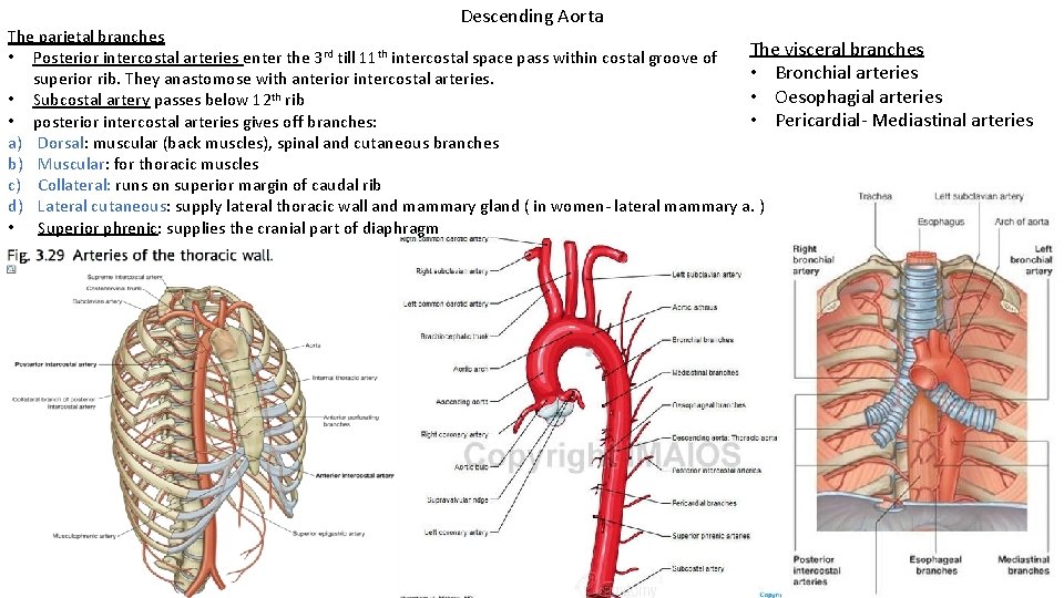 Descending Aorta The parietal branches The visceral branches • Posterior intercostal arteries enter the