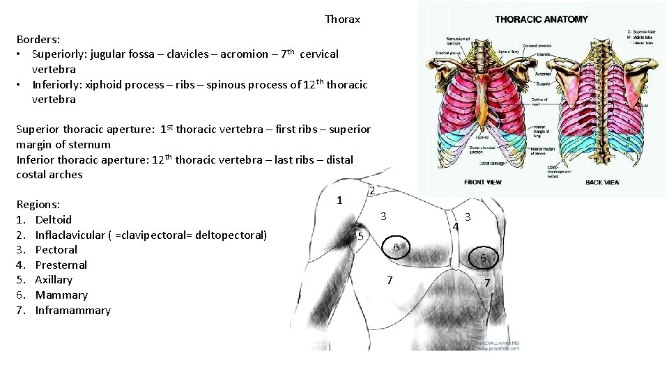 Thorax Borders: • Superiorly: jugular fossa – clavicles – acromion – 7 th cervical