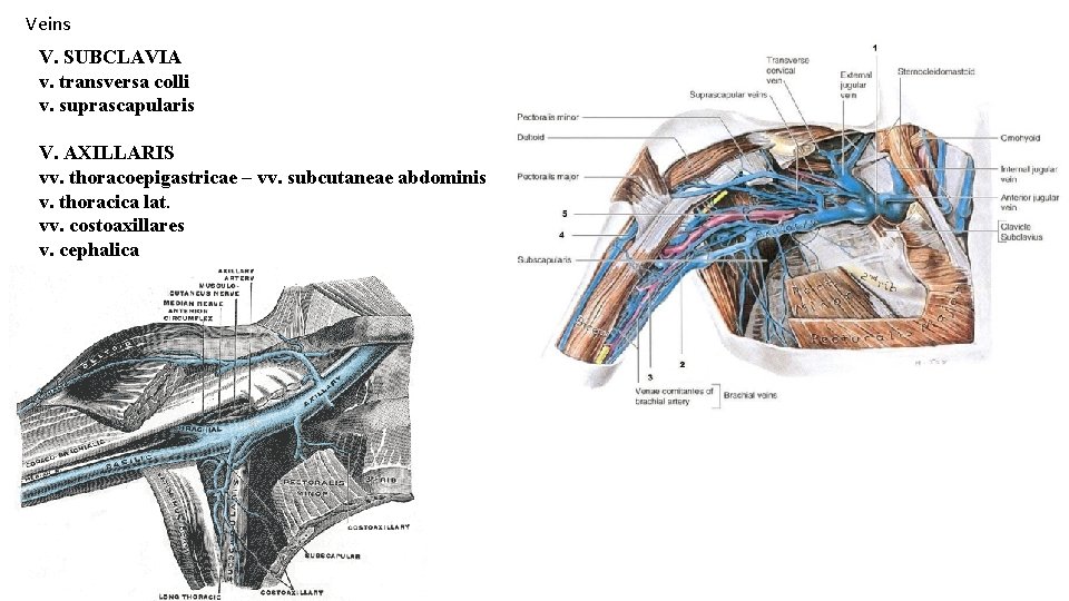 Veins V. SUBCLAVIA v. transversa colli v. suprascapularis V. AXILLARIS vv. thoracoepigastricae – vv.