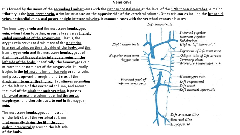 Vena cava It is formed by the union of the ascending lumbar veins with