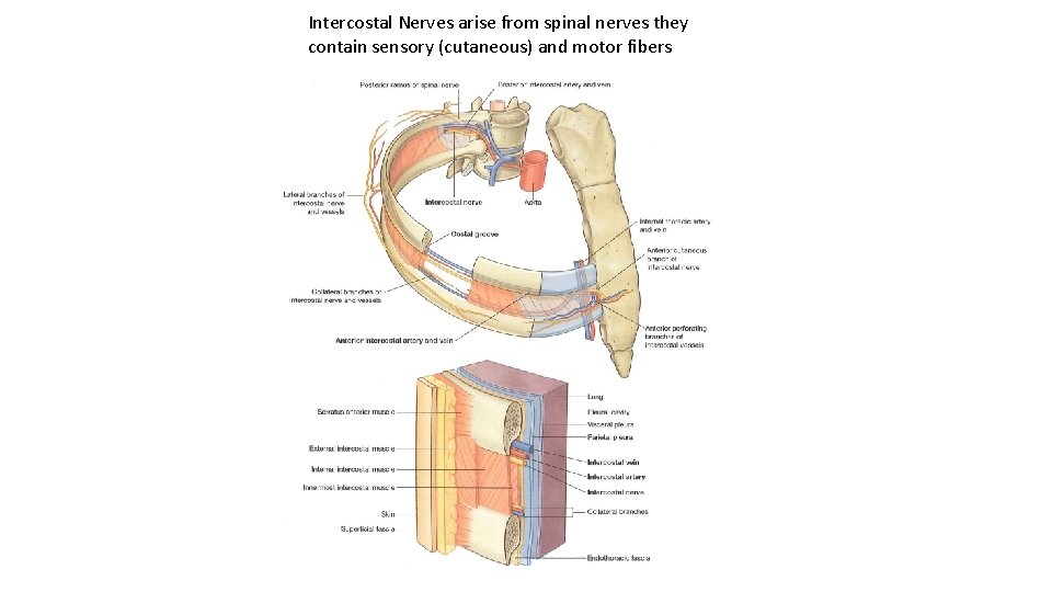 Intercostal Nerves arise from spinal nerves they contain sensory (cutaneous) and motor fibers 