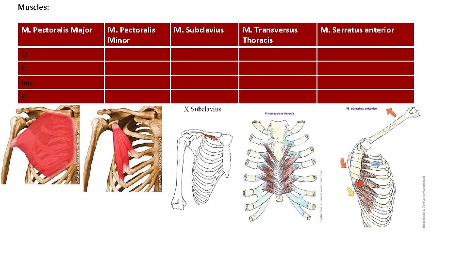 Muscles: M. Pectoralis Major O: I: Inn: F: M. Pectoralis Minor M. Subclavius M.