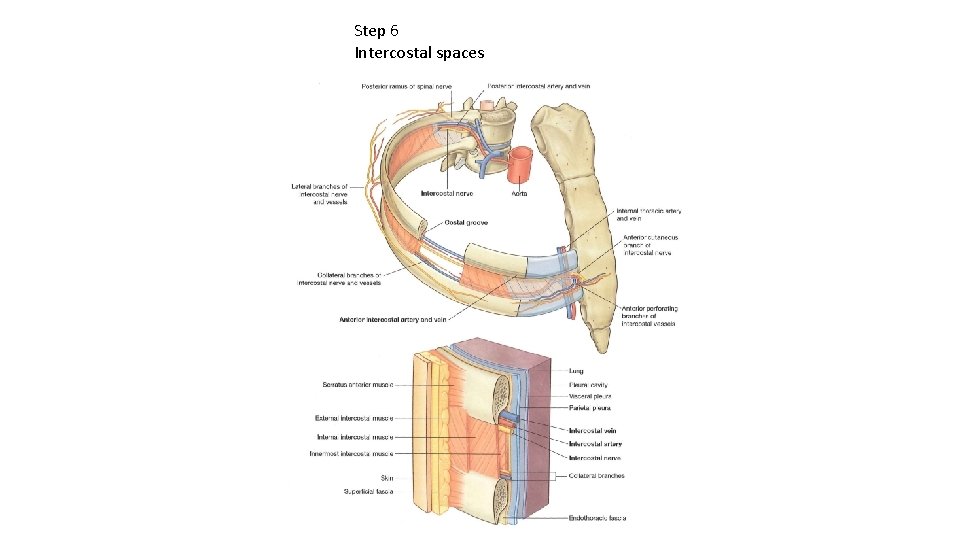 Step 6 Intercostal spaces 