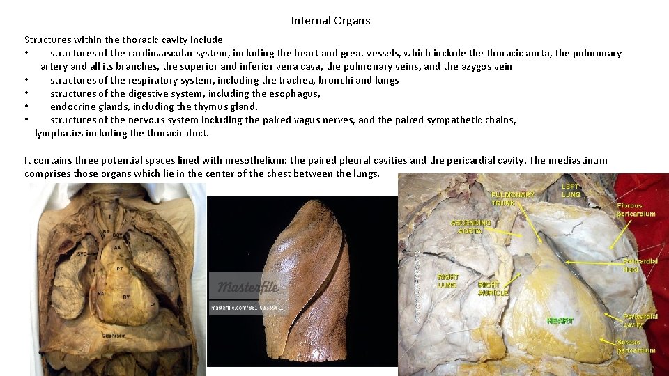 Internal Organs Structures within the thoracic cavity include • structures of the cardiovascular system,