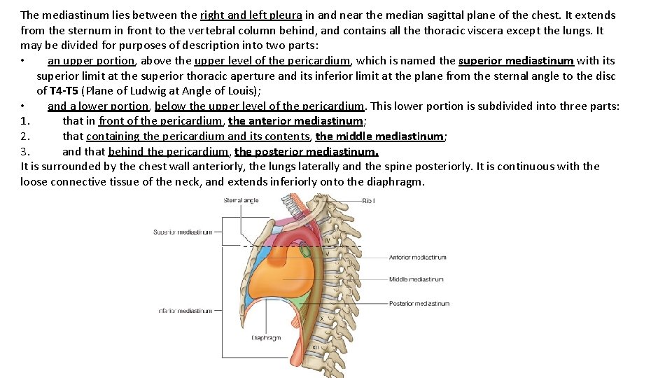 The mediastinum lies between the right and left pleura in and near the median