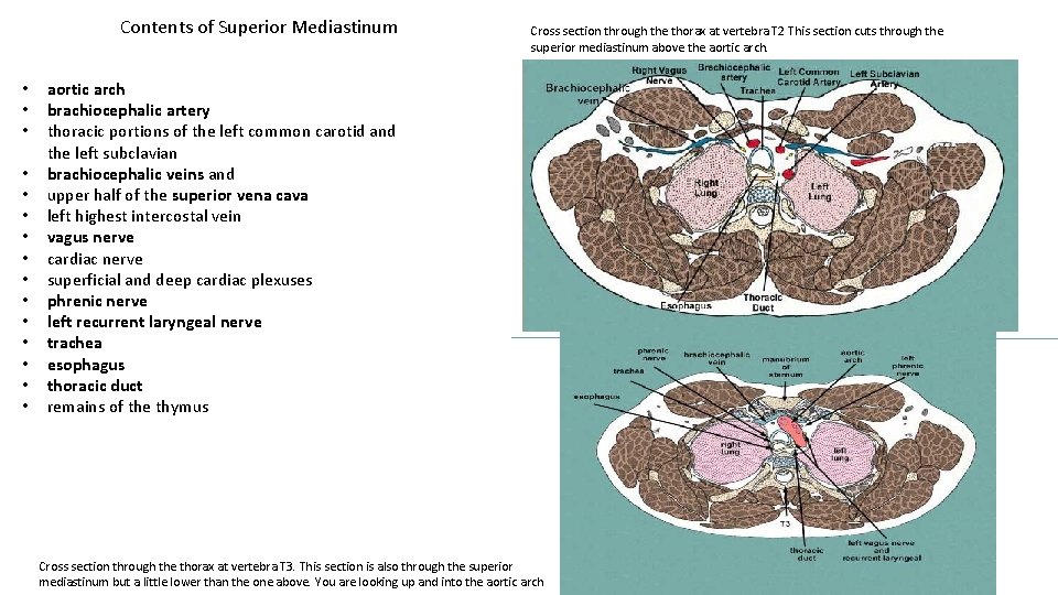 Contents of Superior Mediastinum • • • • Cross section through the thorax at