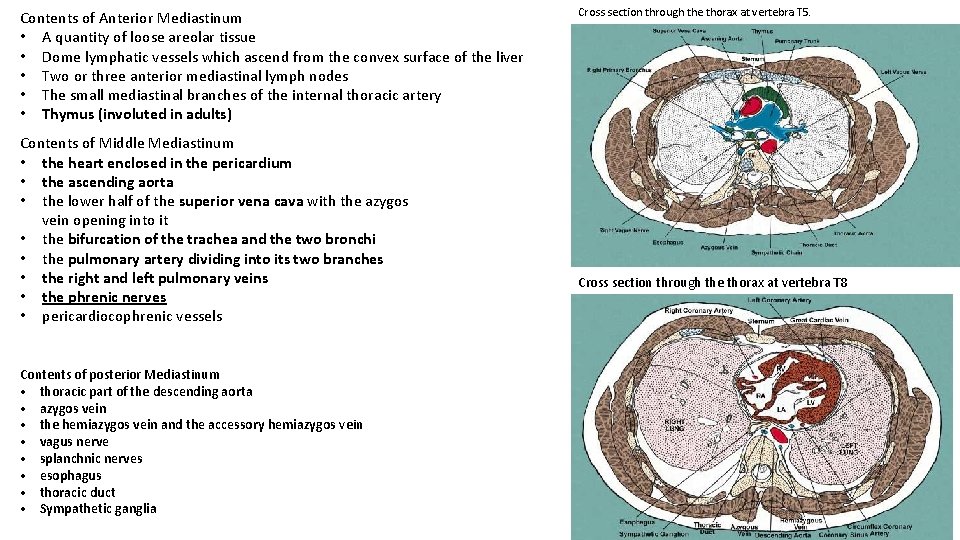 Contents of Anterior Mediastinum • A quantity of loose areolar tissue • Dome lymphatic