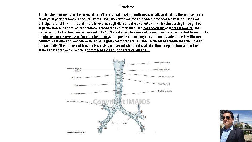 Trachea The trachea connects to the larynx at the C 6 vertebral level. It