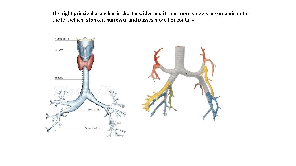 The right principal bronchus is shorter wider and it runs more steeply in comparison