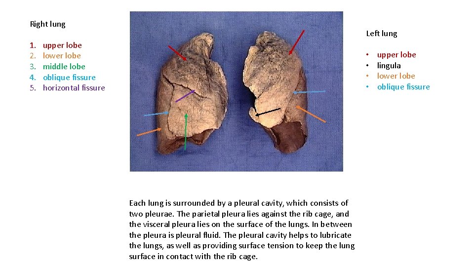 Right lung 1. 2. 3. 4. 5. Left lung upper lobe lower lobe middle