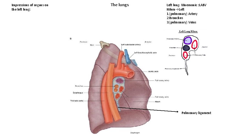 Impressions of organs on the left lung: The lungs Left lung- Mnemonic : LABV