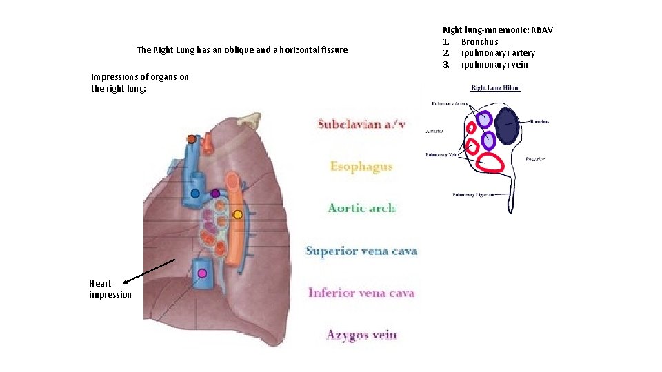 The Right Lung has an oblique and a horizontal fissure Impressions of organs on