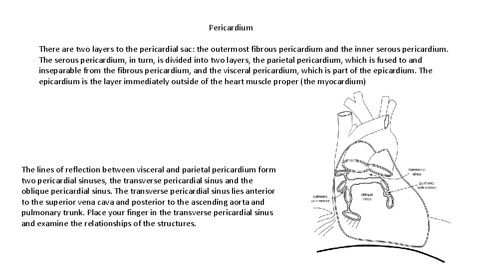 Pericardium There are two layers to the pericardial sac: the outermost fibrous pericardium and