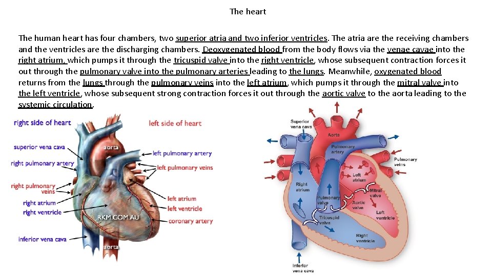 The heart The human heart has four chambers, two superior atria and two inferior