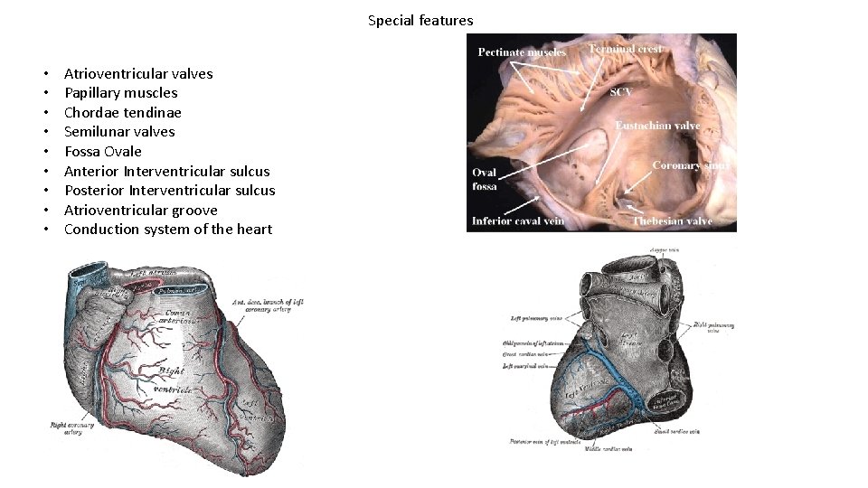 Special features • • • Atrioventricular valves Papillary muscles Chordae tendinae Semilunar valves Fossa