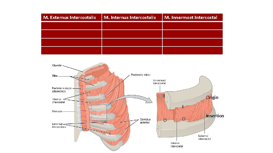 M. Externus Intercostalis M. Innermost Intercostal I Origin I O O Insertion 