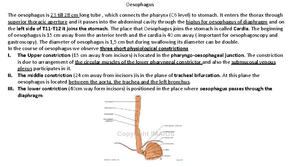 Oesophagus The oesophagus is 23 till 28 cm long tube , which connects the