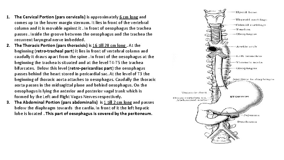 1. The Cervical Portion (pars cervicalis) is approximately 6 cm long and comes up