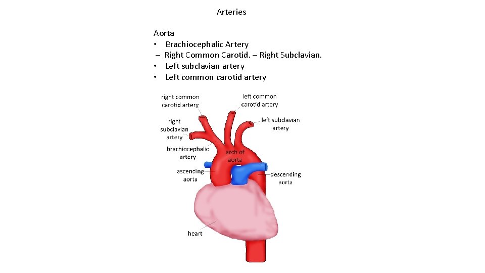 Arteries Aorta • Brachiocephalic Artery – Right Common Carotid. – Right Subclavian. • Left