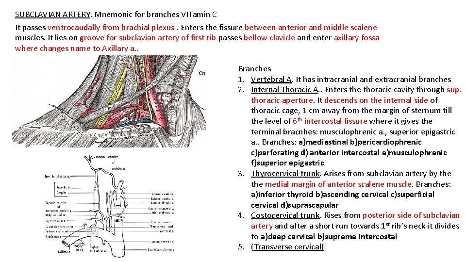 SUBCLAVIAN ARTERY. Mnemonic for branches VITamin C It passes ventrocaudally from brachial plexus. Enters