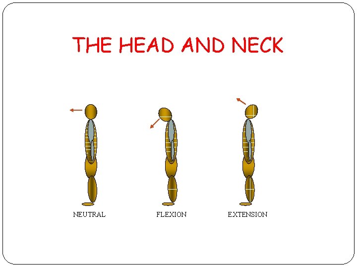 THE HEAD AND NECK NEUTRAL FLEXION EXTENSION 