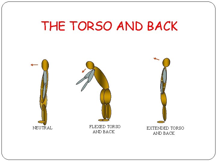 THE TORSO AND BACK NEUTRAL FLEXED TORSO AND BACK EXTENDED TORSO AND BACK 