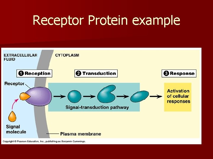 Receptor Protein example 