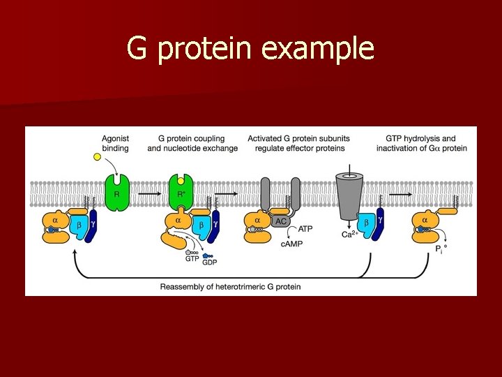 G protein example 