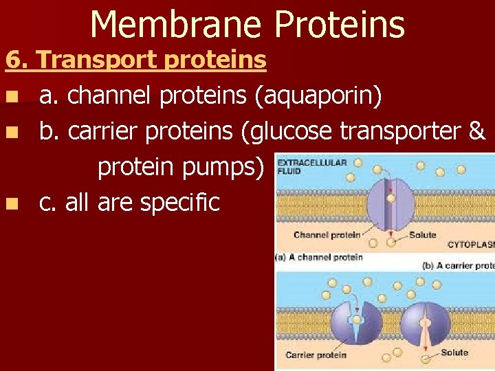 Membrane Proteins 6. Transport proteins n a. channel proteins (aquaporin) n b. carrier proteins