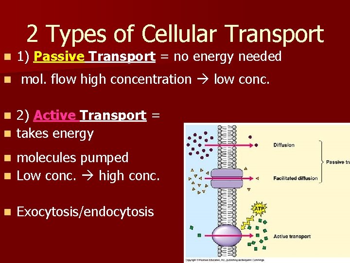 2 Types of Cellular Transport n n 1) Passive Transport = no energy needed