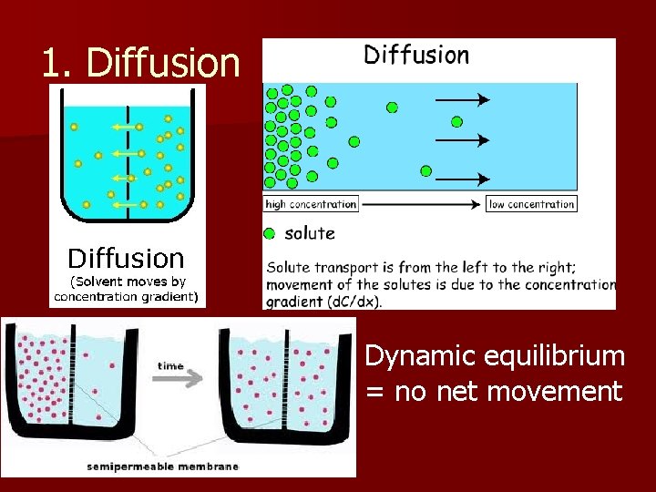 1. Diffusion n Dynamic equilibrium = no net movement 