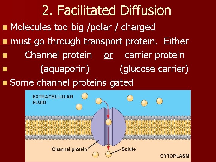 2. Facilitated Diffusion n Molecules too big /polar / charged n must go through