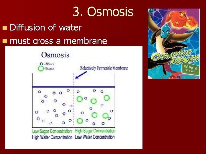 3. Osmosis n Diffusion of water n must cross a membrane 