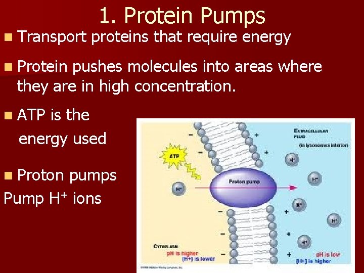 n Transport 1. Protein Pumps proteins that require energy n Protein pushes molecules into