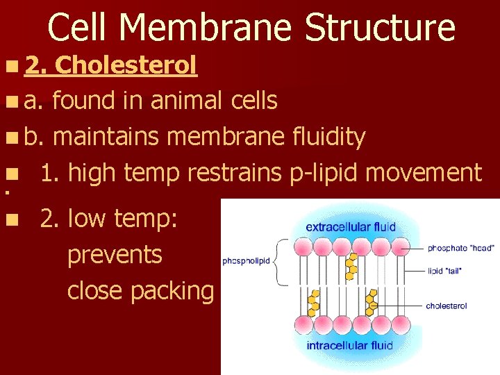 Cell Membrane Structure n 2. Cholesterol n a. found in animal cells n b.