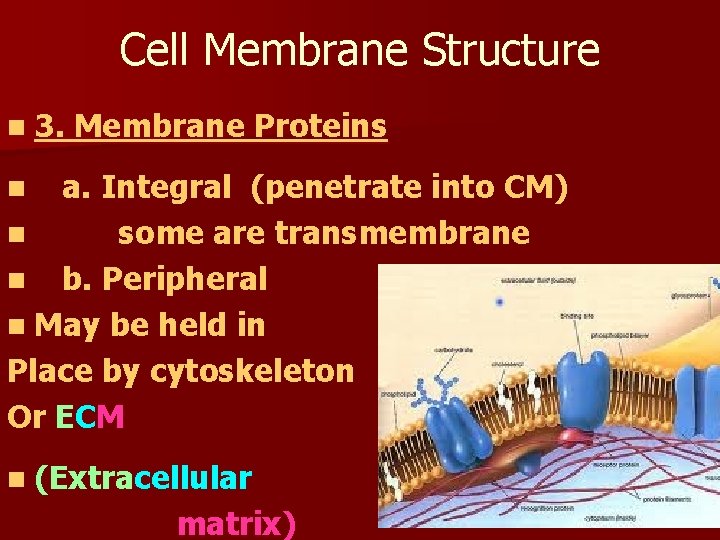 Cell Membrane Structure n 3. Membrane Proteins a. Integral (penetrate into CM) n some