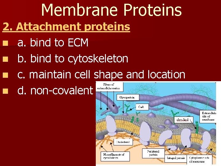 Membrane Proteins 2. Attachment proteins n a. bind to ECM n b. bind to