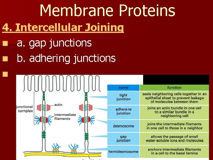 Membrane Proteins 4. Intercellular Joining n a. gap junctions n b. adhering junctions n
