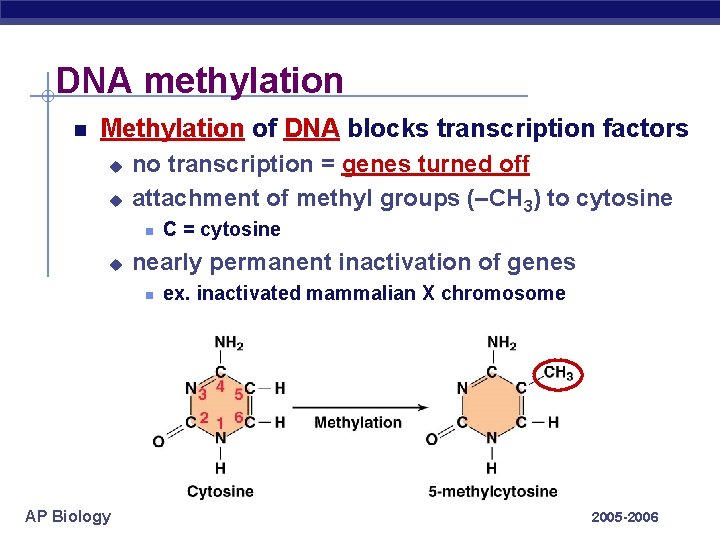 DNA methylation Methylation of DNA blocks transcription factors u u no transcription = genes
