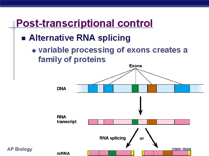 Post-transcriptional control Alternative RNA splicing u AP Biology variable processing of exons creates a