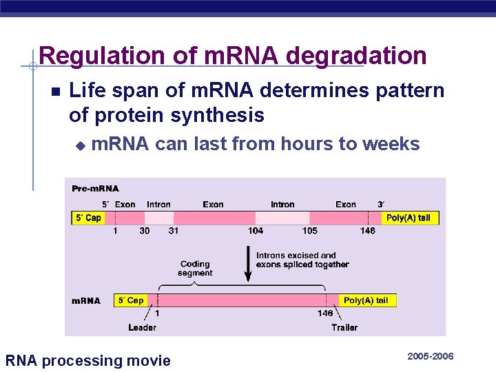 Regulation of m. RNA degradation Life span of m. RNA determines pattern of protein