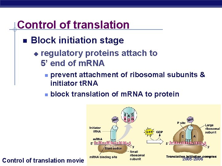 Control of translation Block initiation stage u regulatory proteins attach to 5’ end of